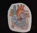 Anatomy Heart Sticker