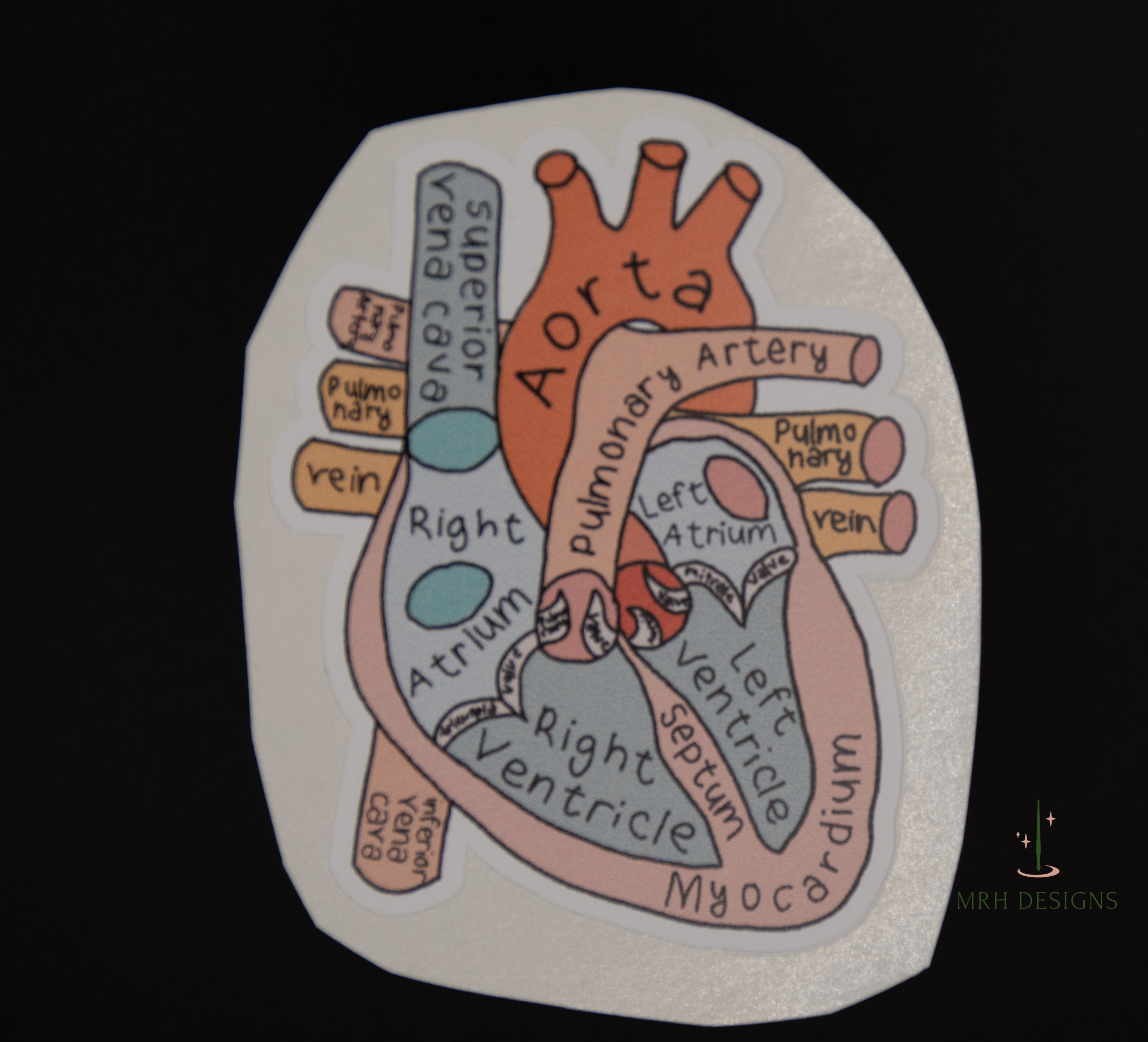 Anatomy Heart Sticker